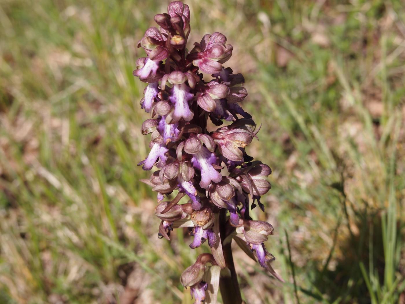 Orchid, Giant flower